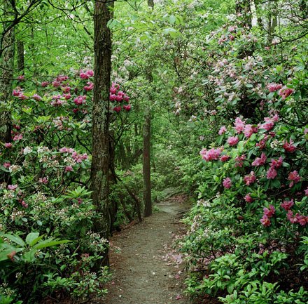 Rhododendron Path