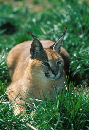 Caracal