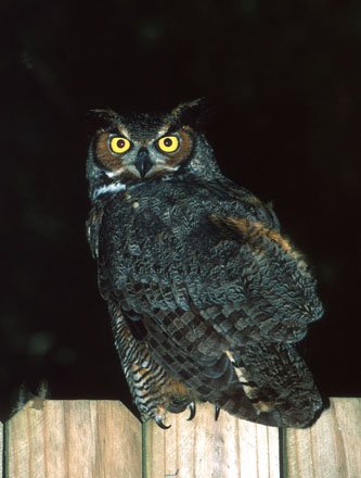 Great Horned Owl